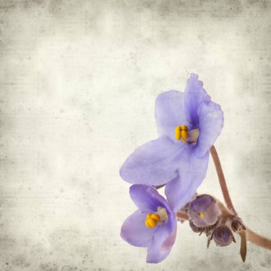 Eski Kağıt arka plan mavi African violet çiçekler ile dokulu