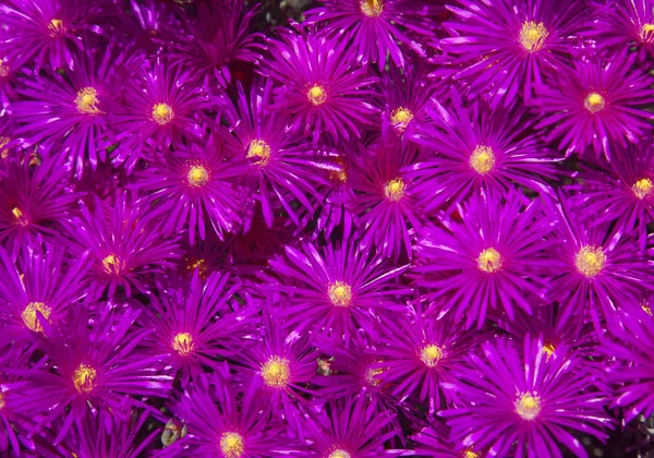 parlak çiçekli pembe Delosperma arka plan