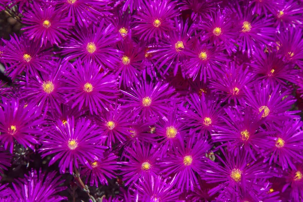  parlak çiçekli pembe Delosperma arka plan