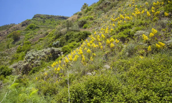 Flore Gran Canaria Aeonium Arboreum Arbre Aeonium — Photo
