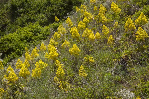 Flora Gran Canaria Aeonium Arboreum Strom Aeonium — Stock fotografie