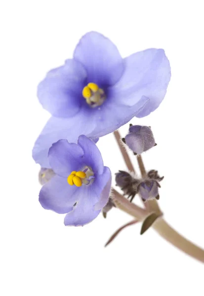 Viola Africana Blu Isolata Sfondo Bianco — Foto Stock