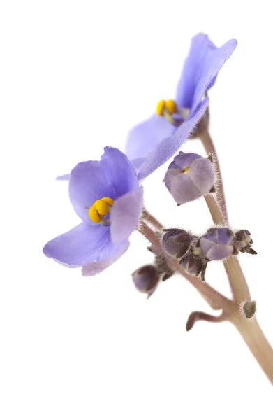 Blue African Violet Isolated White Background — Stock Photo, Image