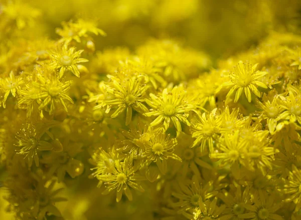 Gran Canaria - Aeonium arboreum, florası ağaç aeonium