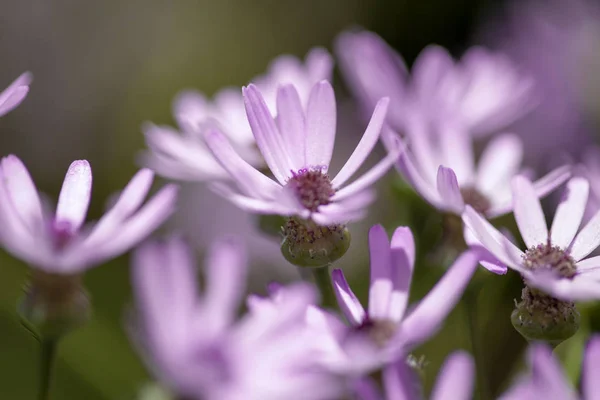 Flora Gran Canaria Pericallis Webbii Endémica Ilha — Fotografia de Stock