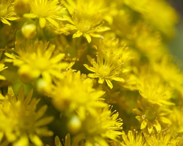 Gran Canaria - Aeonium arboreum, florası ağaç aeonium