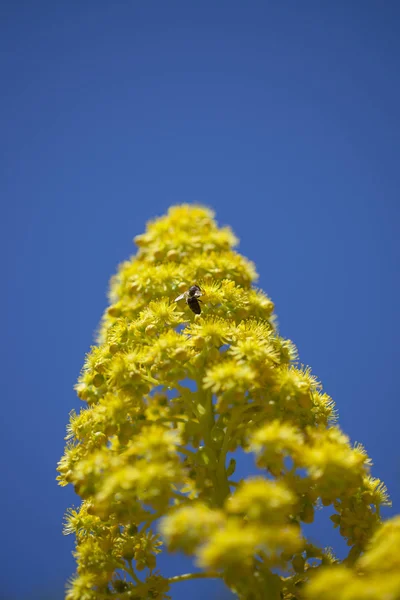 Flora Van Gran Canaria Aeonium Arboreum Tree Aeonium — Stockfoto