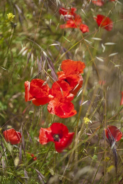 Flora Gran Canaria Papoula Vermelha Papaver Rhoeas — Fotografia de Stock