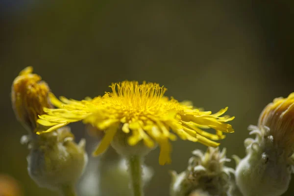 Flora Gran Canaria Sonchus Acaulis Endemic Central Canary Islands Tenerife — Stock Photo, Image