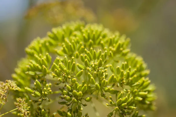 Flora Gran Canaria Todaroa Montana Tworząc Nasiona — Zdjęcie stockowe