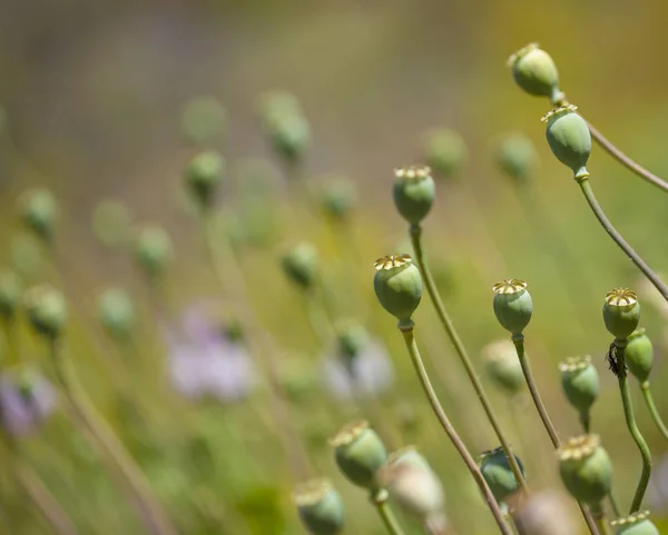 Flora Gran Canaria Papaver Somniferum Opium Poppy Green Seed Capsules — Stock Photo, Image