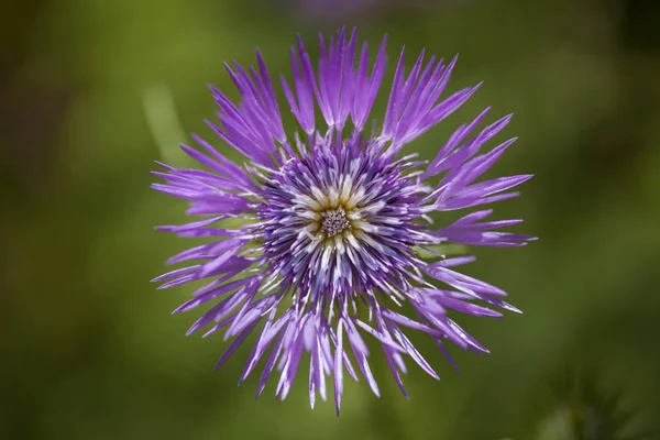 Flora Gran Canaria Galactites Tomentosa Fialové Ostropestřce — Stock fotografie