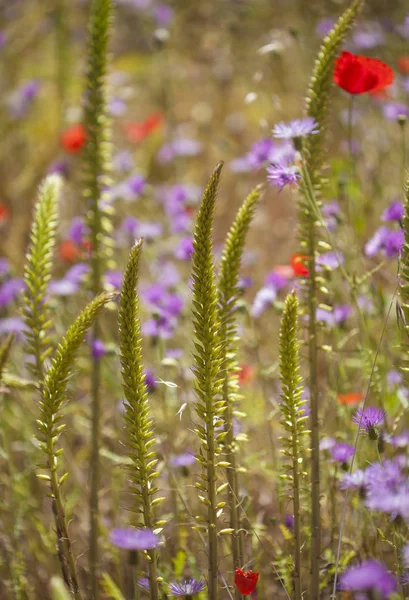 Flora Gran Canaria Tall Flowering Spike Umbilicus Heylandianus — Stock Photo, Image