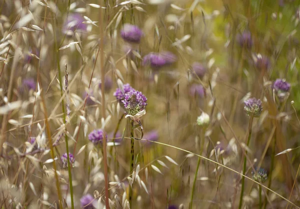 Gran Canaria - Allium ampeloprasum, yabani pırasa florası