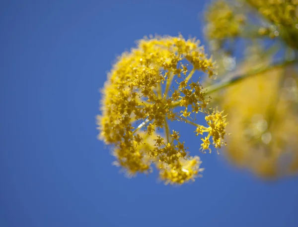 Gran Canaria Ferula Linkii Óriás Kanári Édeskömény Virágok Növény Közelről — Stock Fotó
