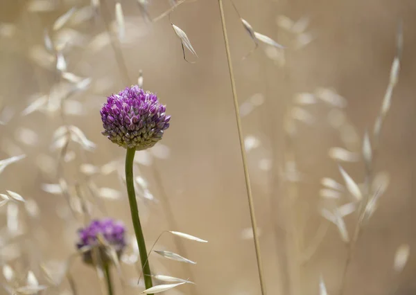 Flora Gran Canaria Pór Divoké Pórek — Stock fotografie