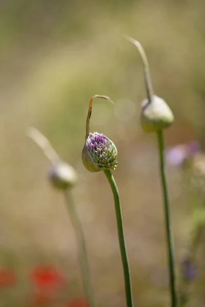 Flora Gran Canaria Pór Divoké Pórek — Stock fotografie