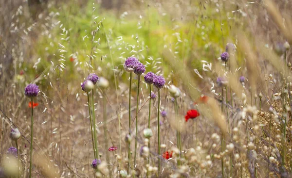 Flora Gran Canaria Allium Ampeloprasum Alho Porro Selvagem — Fotografia de Stock