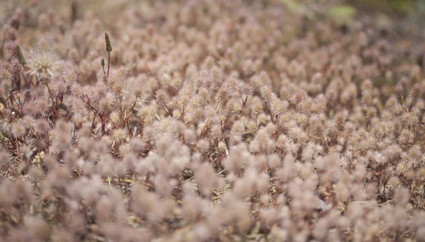 Flora Von Gran Canaria Trifolium Arvense Kaninchenfußklee — Stockfoto