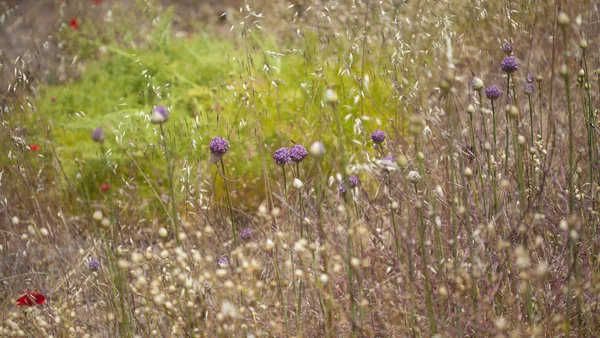 Flora Gran Canaria Allium Ampeloprasum Alho Porro Selvagem — Fotografia de Stock