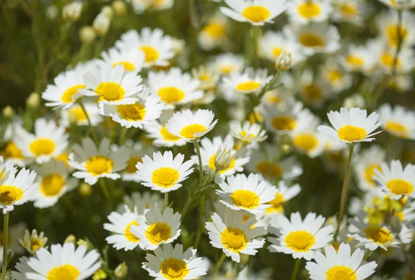 Gran Canaria - arka planını garland krizantem florası