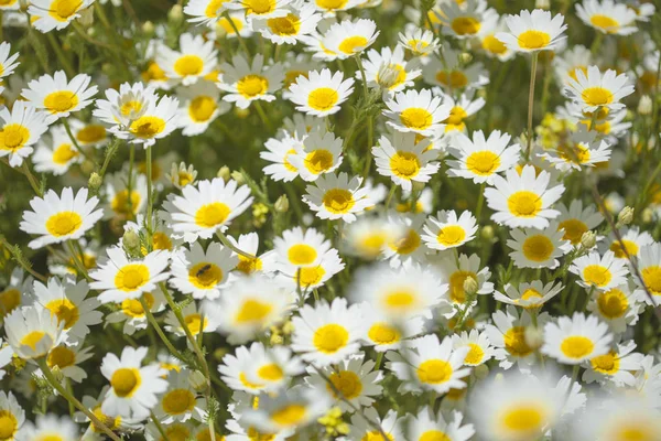 Gran Canaria - arka planını garland krizantem florası