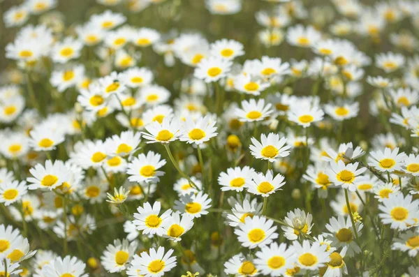 Gran Canaria - arka planını garland krizantem florası