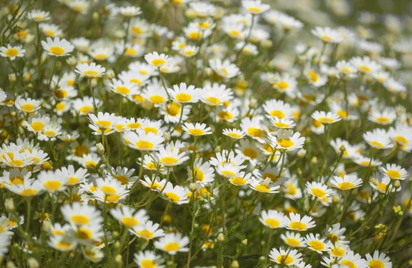 Gran Canaria - arka planını garland krizantem florası