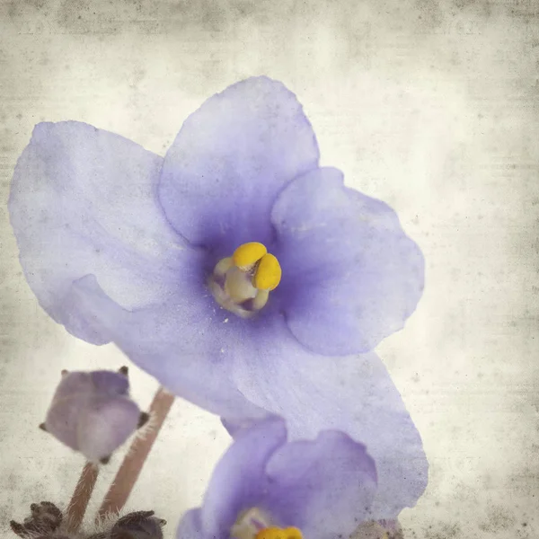Eski Kağıt arka plan mavi African violet çiçekler ile dokulu