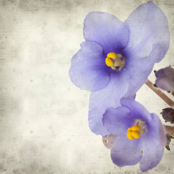 纹理老纸背景与蓝色非洲紫罗兰色的花 — 图库照片
