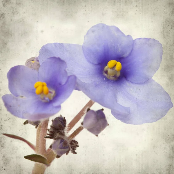 Fondo Papel Viejo Texturizado Con Flores Violetas Africanas Azules —  Fotos de Stock