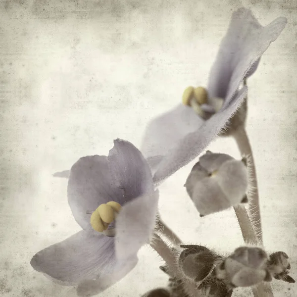 Eski Kağıt arka plan mavi African violet çiçekler ile dokulu