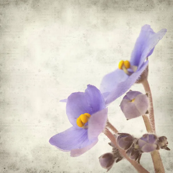 Eski Kağıt arka plan mavi African violet çiçekler ile dokulu