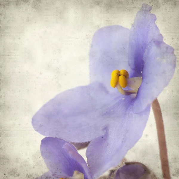 Texturerat Gamla Papper Bakgrund Med Blå African Violet Blommor — Stockfoto