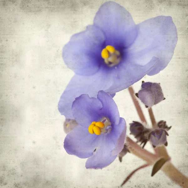 Eski Kağıt arka plan mavi African violet çiçekler ile dokulu