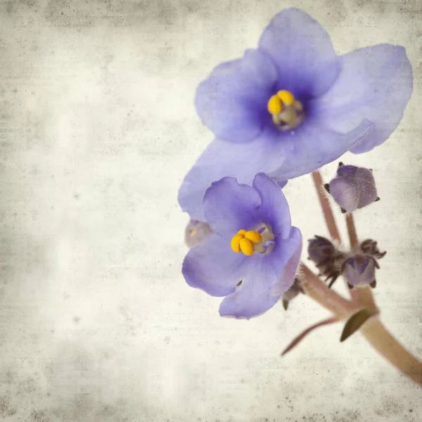 Eski Kağıt arka plan mavi African violet çiçekler ile dokulu
