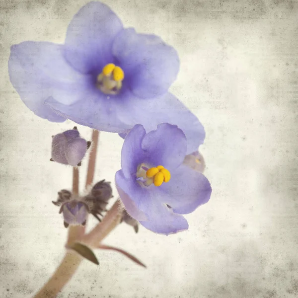 Texturerat Gamla Papper Bakgrund Med Blå African Violet Blommor — Stockfoto