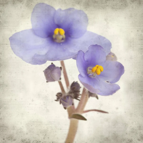 Eski Kağıt arka plan mavi African violet çiçekler ile dokulu