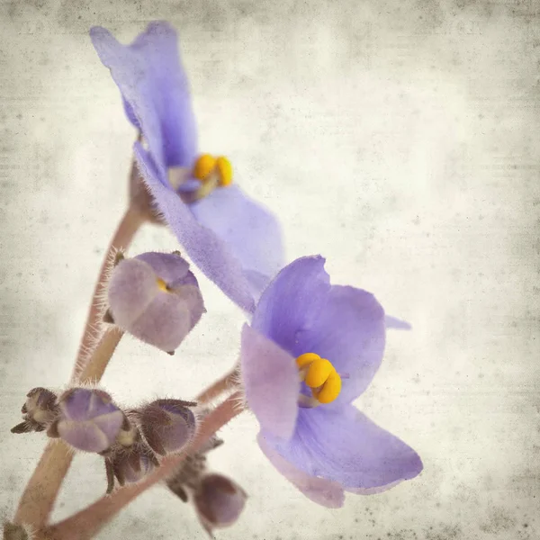 Eski Kağıt arka plan mavi African violet çiçekler ile dokulu