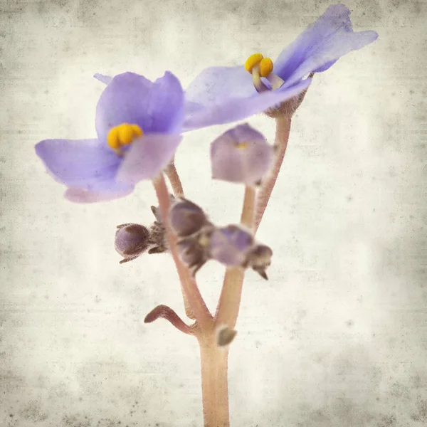 Eski Kağıt arka plan mavi African violet çiçekler ile dokulu