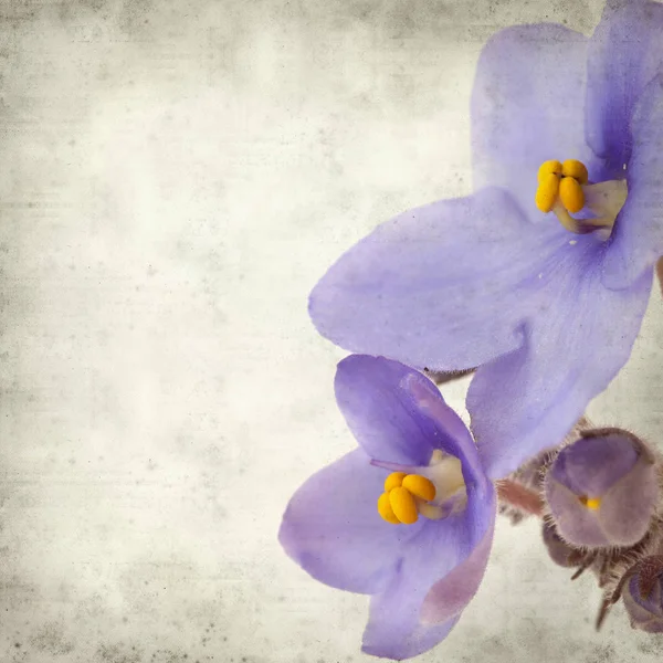 Eski Kağıt arka plan mavi African violet çiçekler ile dokulu
