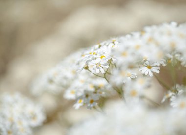 Gran Canaria - çiçekli Tanacetum ptarmiciflorum, gümüş solucan otu florası