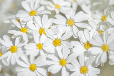 Gran Canaria - çiçekli Tanacetum ptarmiciflorum, gümüş solucan otu florası