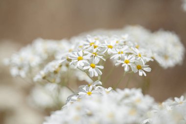 Gran Canaria - çiçekli Tanacetum ptarmiciflorum, gümüş solucan otu florası