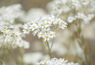 Gran Canaria - çiçekli Tanacetum ptarmiciflorum, gümüş solucan otu florası