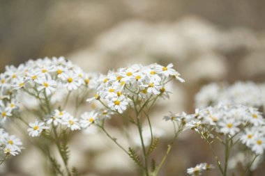 Gran Canaria - çiçekli Tanacetum ptarmiciflorum, gümüş solucan otu florası