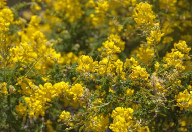 Gran Canaria - Adenocarpus foliolosus sarı çiçek florası