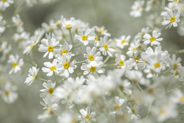 Gran Canaria - çiçekli Tanacetum ptarmiciflorum, gümüş solucan otu florası