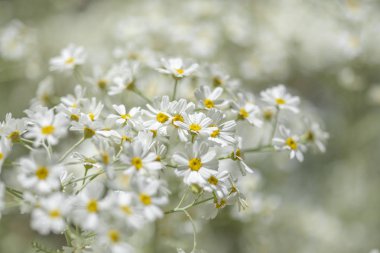 Gran Canaria - çiçekli Tanacetum ptarmiciflorum, gümüş solucan otu florası