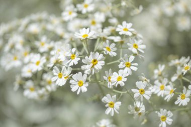 Gran Canaria - çiçekli Tanacetum ptarmiciflorum, gümüş solucan otu florası